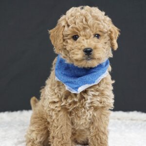 Meet Our Mini Goldendoodle Puppies