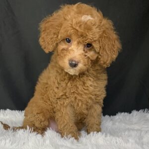 F1b Mini Cavapoo puppies available, Miniature F1b Cavapoo breeders, Adopt F1b Mini Cavapoo, F1b Mini Cavoodle for sale near me, Hypoallergenic F1b Mini Cavapoo puppies, Family-raised Mini Cavapoo F1b, F1b Mini Cavapoo price, F1b Mini Cavapoo adoption, Designer Mini Cavapoo F1b, F1b Mini Cavapoo puppy listings, Health-tested F1b Mini Cavapoo, F1b Mini Cavapoo waiting list, Multigenerational Mini Cavapoo F1b, F1b Mini Cavapoo full grown, F1b Mini Cavapoo puppy care, Mini Cavapoo puppies available, Adorable mini Cavapoo for adoption, Miniature Cavapoo breeders,Buy mini Cavapoo puppy,Mini Cavapoo price, Cavapoo mini mix litter,Toy Cavapoo pups for sale,Designer mini Cavapoo puppies,Mini Cavoodle homes, Family-raised mini Cavapoos, Hypoallergenic mini Cavapoo, Cavapoo mini size for sale, Small Cavapoo companion, Mini Cavapoo full grown, Health-tested mini Cavapoo puppies