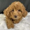  F1b Mini Cavapoo puppies available, Miniature F1b Cavapoo breeders, Adopt F1b Mini Cavapoo, F1b Mini Cavoodle for sale near me, Hypoallergenic F1b Mini Cavapoo puppies, Family-raised Mini Cavapoo F1b, F1b Mini Cavapoo price, F1b Mini Cavapoo adoption, Designer Mini Cavapoo F1b, F1b Mini Cavapoo puppy listings, Health-tested F1b Mini Cavapoo, F1b Mini Cavapoo waiting list, Multigenerational Mini Cavapoo F1b, F1b Mini Cavapoo full grown, F1b Mini Cavapoo puppy care, Mini Cavapoo puppies available, Adorable mini Cavapoo for adoption, Miniature Cavapoo breeders,Buy mini Cavapoo puppy,Mini Cavapoo price, Cavapoo mini mix litter,Toy Cavapoo pups for sale,Designer mini Cavapoo puppies,Mini Cavoodle homes, Family-raised mini Cavapoos, Hypoallergenic mini Cavapoo, Cavapoo mini size for sale, Small Cavapoo companion, Mini Cavapoo full grown, Health-tested mini Cavapoo puppies