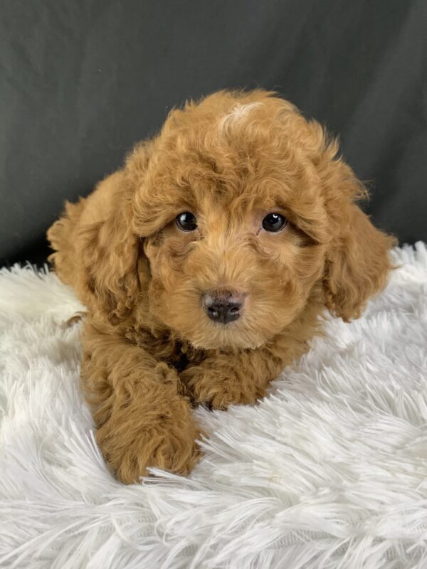  F1b Mini Cavapoo puppies available, Miniature F1b Cavapoo breeders, Adopt F1b Mini Cavapoo, F1b Mini Cavoodle for sale near me, Hypoallergenic F1b Mini Cavapoo puppies, Family-raised Mini Cavapoo F1b, F1b Mini Cavapoo price, F1b Mini Cavapoo adoption, Designer Mini Cavapoo F1b, F1b Mini Cavapoo puppy listings, Health-tested F1b Mini Cavapoo, F1b Mini Cavapoo waiting list, Multigenerational Mini Cavapoo F1b, F1b Mini Cavapoo full grown, F1b Mini Cavapoo puppy care, Mini Cavapoo puppies available, Adorable mini Cavapoo for adoption, Miniature Cavapoo breeders,Buy mini Cavapoo puppy,Mini Cavapoo price, Cavapoo mini mix litter,Toy Cavapoo pups for sale,Designer mini Cavapoo puppies,Mini Cavoodle homes, Family-raised mini Cavapoos, Hypoallergenic mini Cavapoo, Cavapoo mini size for sale, Small Cavapoo companion, Mini Cavapoo full grown, Health-tested mini Cavapoo puppies