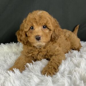 Adopt F1b Mini Cavapoo, Adorable mini Cavapoo for adoption, Buy mini Cavapoo puppy, Cavapoo mini mix litter, Cavapoo mini size for sale, Designer Mini Cavapoo F1b, Designer mini Cavapoo puppies, F1b Mini Cavapoo adoption, F1b Mini Cavapoo full grown, F1b Mini Cavapoo price, F1b Mini Cavapoo puppies available, F1b Mini Cavapoo puppy care, F1b Mini Cavapoo puppy listings, F1b Mini Cavapoo waiting list, F1b Mini Cavoodle for sale near me, Family-raised Mini Cavapoo F1b, Family-raised mini Cavapoos, Health-tested F1b Mini Cavapoo, Health-tested mini Cavapoo puppies, Hypoallergenic F1b Mini Cavapoo puppies, Hypoallergenic mini Cavapoo, Mini Cavapoo full grown, Mini Cavapoo price, Mini Cavapoo puppies available, Mini Cavoodle homes, Miniature Cavapoo breeders, Miniature F1b Cavapoo breeders, Multigenerational Mini Cavapoo F1b, Small Cavapoo companion, Toy Cavapoo pups for sale