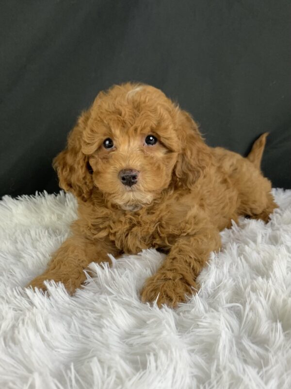 Adopt F1b Mini Cavapoo, Adorable mini Cavapoo for adoption, Buy mini Cavapoo puppy, Cavapoo mini mix litter, Cavapoo mini size for sale, Designer Mini Cavapoo F1b, Designer mini Cavapoo puppies, F1b Mini Cavapoo adoption, F1b Mini Cavapoo full grown, F1b Mini Cavapoo price, F1b Mini Cavapoo puppies available, F1b Mini Cavapoo puppy care, F1b Mini Cavapoo puppy listings, F1b Mini Cavapoo waiting list, F1b Mini Cavoodle for sale near me, Family-raised Mini Cavapoo F1b, Family-raised mini Cavapoos, Health-tested F1b Mini Cavapoo, Health-tested mini Cavapoo puppies, Hypoallergenic F1b Mini Cavapoo puppies, Hypoallergenic mini Cavapoo, Mini Cavapoo full grown, Mini Cavapoo price, Mini Cavapoo puppies available, Mini Cavoodle homes, Miniature Cavapoo breeders, Miniature F1b Cavapoo breeders, Multigenerational Mini Cavapoo F1b, Small Cavapoo companion, Toy Cavapoo pups for sale