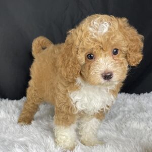  F1b Mini Cavapoo puppies available, Mini Cavapoo breeders, Adopt F1b Mini Cavapoo, F1b Mini Cavoodle for sale near me, Hypoallergenic F1b Mini Cavapoo puppies, Family-raised Mini Cavapoo F1b, F1b Mini Cavapoo price, F1b Mini Cavapoo adoption, Designer Mini Cavapoo F1b, F1b Mini Cavapoo puppy listings, Health-tested F1b Mini Cavapoo, F1b Mini Cavapoo waiting list, Multigenerational Mini Cavapoo F1b, F1b Mini Cavapoo full grown, F1b Mini Cavapoo puppy care, Mini Cavapoo puppies available, Adorable mini Cavapoo for adoption, Miniature Cavapoo breeders,Buy mini Cavapoo puppy,Mini Cavapoo price, Cavapoo mini mix litter,Toy Cavapoo pups for sale,Designer mini Cavapoo puppies,Mini Cavoodle homes, Family-raised mini Cavapoos, adorable f1b Hypoallergenic mini Cavapoo, Cavapoo mini size for sale, Small Cavapoo companion, Mini Cavapoo full grown, Health-tested mini Cavapoo puppies