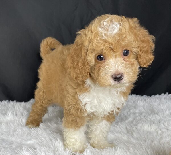  F1b Mini Cavapoo puppies available, Mini Cavapoo breeders, Adopt F1b Mini Cavapoo, F1b Mini Cavoodle for sale near me, Hypoallergenic F1b Mini Cavapoo puppies, Family-raised Mini Cavapoo F1b, F1b Mini Cavapoo price, F1b Mini Cavapoo adoption, Designer Mini Cavapoo F1b, F1b Mini Cavapoo puppy listings, Health-tested F1b Mini Cavapoo, F1b Mini Cavapoo waiting list, Multigenerational Mini Cavapoo F1b, F1b Mini Cavapoo full grown, F1b Mini Cavapoo puppy care, Mini Cavapoo puppies available, Adorable mini Cavapoo for adoption, Miniature Cavapoo breeders,Buy mini Cavapoo puppy,Mini Cavapoo price, Cavapoo mini mix litter,Toy Cavapoo pups for sale,Designer mini Cavapoo puppies,Mini Cavoodle homes, Family-raised mini Cavapoos, adorable f1b Hypoallergenic mini Cavapoo, Cavapoo mini size for sale, Small Cavapoo companion, Mini Cavapoo full grown, Health-tested mini Cavapoo puppies