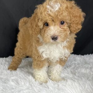 Baxter, F1b Mini Cavapoo puppies available, Mini Cavapoo breeders, Adopt F1b Mini Cavapoo, F1b Mini Cavoodle for sale near me, Hypoallergenic F1b Mini Cavapoo puppies, Family-raised Mini Cavapoo F1b, F1b Mini Cavapoo price, F1b Mini Cavapoo adoption, Designer Mini Cavapoo F1b, F1b Mini Cavapoo puppy listings, Health-tested F1b Mini Cavapoo, F1b Mini Cavapoo waiting list, Multigenerational Mini Cavapoo F1b, F1b Mini Cavapoo full grown, F1b Mini Cavapoo puppy care, Mini Cavapoo puppies available, Adorable mini Cavapoo for adoption, Miniature Cavapoo breeders,Buy mini Cavapoo puppy,Mini Cavapoo price, Cavapoo mini mix litter,Toy Cavapoo pups for sale,Designer mini Cavapoo puppies,Mini Cavoodle homes, Family-raised mini Cavapoos, adorable f1b Hypoallergenic mini Cavapoo, Cavapoo mini size for sale, Small Cavapoo companion, Mini Cavapoo full grown, Health-tested mini Cavapoo puppies