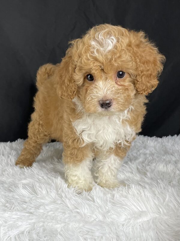 Baxter, F1b Mini Cavapoo puppies available, Mini Cavapoo breeders, Adopt F1b Mini Cavapoo, F1b Mini Cavoodle for sale near me, Hypoallergenic F1b Mini Cavapoo puppies, Family-raised Mini Cavapoo F1b, F1b Mini Cavapoo price, F1b Mini Cavapoo adoption, Designer Mini Cavapoo F1b, F1b Mini Cavapoo puppy listings, Health-tested F1b Mini Cavapoo, F1b Mini Cavapoo waiting list, Multigenerational Mini Cavapoo F1b, F1b Mini Cavapoo full grown, F1b Mini Cavapoo puppy care, Mini Cavapoo puppies available, Adorable mini Cavapoo for adoption, Miniature Cavapoo breeders,Buy mini Cavapoo puppy,Mini Cavapoo price, Cavapoo mini mix litter,Toy Cavapoo pups for sale,Designer mini Cavapoo puppies,Mini Cavoodle homes, Family-raised mini Cavapoos, adorable f1b Hypoallergenic mini Cavapoo, Cavapoo mini size for sale, Small Cavapoo companion, Mini Cavapoo full grown, Health-tested mini Cavapoo puppies