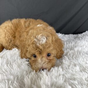 F1b Mini Cavapoo puppies available, Mini Cavapoo breeders, Adopt F1b Mini Cavapoo, F1b Mini Cavoodle for sale near me, Hypoallergenic F1b Mini Cavapoo puppies, Family-raised Mini Cavapoo F1b, F1b Mini Cavapoo price, F1b Mini Cavapoo adoption, Designer Mini Cavapoo F1b, F1b Mini Cavapoo puppy listings, Health-tested F1b Mini Cavapoo, F1b Mini Cavapoo waiting list, Multigenerational Mini Cavapoo F1b, F1b Mini Cavapoo full grown, F1b Mini Cavapoo puppy care, Mini Cavapoo puppies available, Adorable mini Cavapoo for adoption, Miniature Cavapoo breeders,Buy mini Cavapoo puppy,Mini Cavapoo price, Cavapoo mini mix litter,Toy Cavapoo pups for sale,Designer mini Cavapoo puppies,Mini Cavoodle homes, Family-raised mini Cavapoos, adorable f1b Hypoallergenic mini Cavapoo, Cavapoo mini size for sale, Small Cavapoo companion, Mini Cavapoo full grown, Health-tested mini Cavapoo puppies