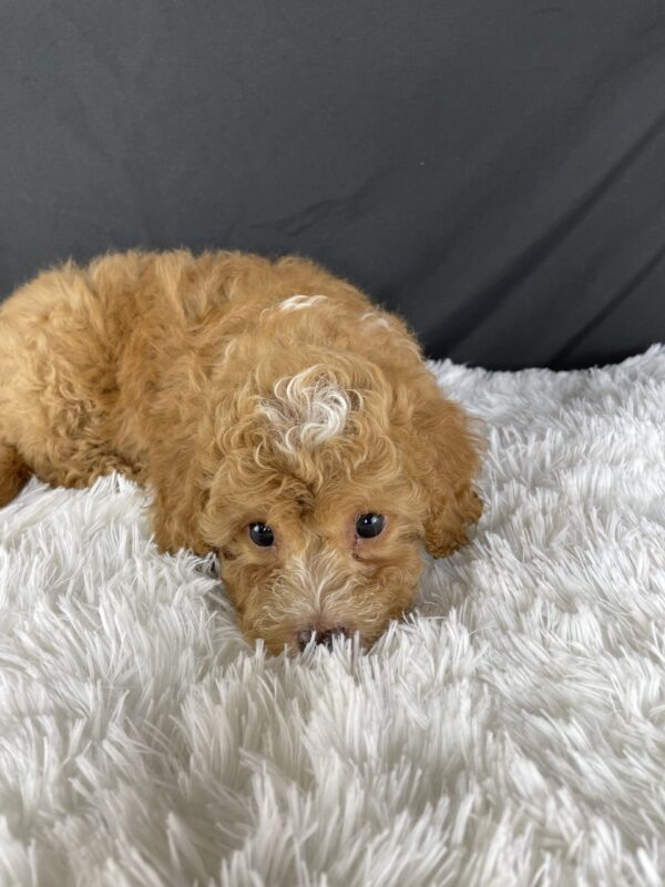 F1b Mini Cavapoo puppies available, Mini Cavapoo breeders, Adopt F1b Mini Cavapoo, F1b Mini Cavoodle for sale near me, Hypoallergenic F1b Mini Cavapoo puppies, Family-raised Mini Cavapoo F1b, F1b Mini Cavapoo price, F1b Mini Cavapoo adoption, Designer Mini Cavapoo F1b, F1b Mini Cavapoo puppy listings, Health-tested F1b Mini Cavapoo, F1b Mini Cavapoo waiting list, Multigenerational Mini Cavapoo F1b, F1b Mini Cavapoo full grown, F1b Mini Cavapoo puppy care, Mini Cavapoo puppies available, Adorable mini Cavapoo for adoption, Miniature Cavapoo breeders,Buy mini Cavapoo puppy,Mini Cavapoo price, Cavapoo mini mix litter,Toy Cavapoo pups for sale,Designer mini Cavapoo puppies,Mini Cavoodle homes, Family-raised mini Cavapoos, adorable f1b Hypoallergenic mini Cavapoo, Cavapoo mini size for sale, Small Cavapoo companion, Mini Cavapoo full grown, Health-tested mini Cavapoo puppies