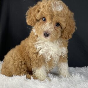  F1b Mini Cavapoo puppies available, Mini Cavapoo breeders, Adopt F1b Mini Cavapoo, F1b Mini Cavoodle for sale near me, Hypoallergenic F1b Mini Cavapoo puppies, Family-raised Mini Cavapoo F1b, F1b Mini Cavapoo price, F1b Mini Cavapoo adoption, Designer Mini Cavapoo F1b, F1b Mini Cavapoo puppy listings, Health-tested F1b Mini Cavapoo, F1b Mini Cavapoo waiting list, Multigenerational Mini Cavapoo F1b, F1b Mini Cavapoo full grown, F1b Mini Cavapoo puppy care, Mini Cavapoo puppies available, Adorable mini Cavapoo for adoption, Miniature Cavapoo breeders,Buy mini Cavapoo puppy,Mini Cavapoo price, Cavapoo mini mix litter,Toy Cavapoo pups for sale,Designer mini Cavapoo puppies,Mini Cavoodle homes, Family-raised mini Cavapoos, adorable f1b Hypoallergenic mini Cavapoo, Cavapoo mini size for sale, Small Cavapoo companion, Mini Cavapoo full grown, Health-tested mini Cavapoo puppies