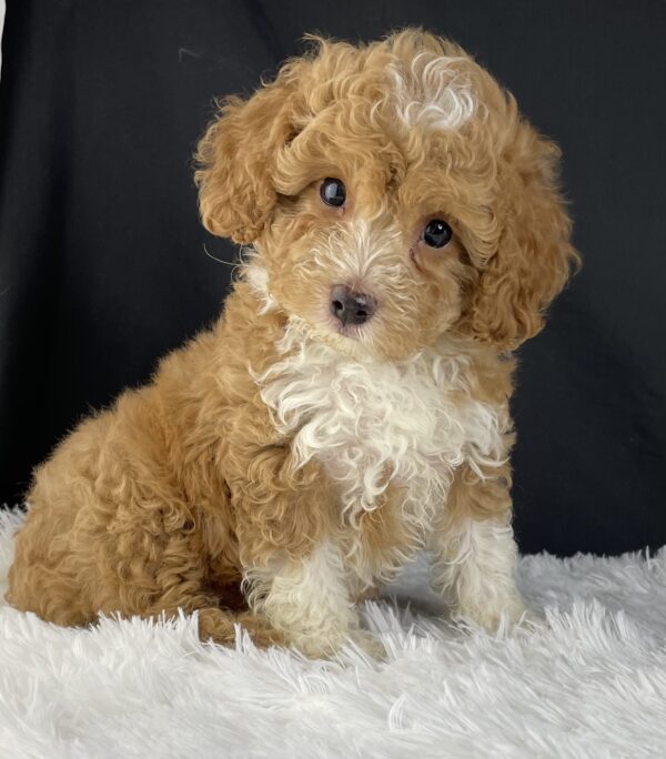  F1b Mini Cavapoo puppies available, Mini Cavapoo breeders, Adopt F1b Mini Cavapoo, F1b Mini Cavoodle for sale near me, Hypoallergenic F1b Mini Cavapoo puppies, Family-raised Mini Cavapoo F1b, F1b Mini Cavapoo price, F1b Mini Cavapoo adoption, Designer Mini Cavapoo F1b, F1b Mini Cavapoo puppy listings, Health-tested F1b Mini Cavapoo, F1b Mini Cavapoo waiting list, Multigenerational Mini Cavapoo F1b, F1b Mini Cavapoo full grown, F1b Mini Cavapoo puppy care, Mini Cavapoo puppies available, Adorable mini Cavapoo for adoption, Miniature Cavapoo breeders,Buy mini Cavapoo puppy,Mini Cavapoo price, Cavapoo mini mix litter,Toy Cavapoo pups for sale,Designer mini Cavapoo puppies,Mini Cavoodle homes, Family-raised mini Cavapoos, adorable f1b Hypoallergenic mini Cavapoo, Cavapoo mini size for sale, Small Cavapoo companion, Mini Cavapoo full grown, Health-tested mini Cavapoo puppies