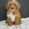 F1b Mini Cavapoo puppies available, Mini Cavapoo breeders, Adopt F1b Mini Cavapoo, F1b Mini Cavoodle for sale near me, Hypoallergenic F1b Mini Cavapoo puppies, Family-raised Mini Cavapoo F1b, F1b Mini Cavapoo price, F1b Mini Cavapoo adoption, Designer Mini Cavapoo F1b, F1b Mini Cavapoo puppy listings, Health-tested F1b Mini Cavapoo, F1b Mini Cavapoo waiting list, Multigenerational Mini Cavapoo F1b, F1b Mini Cavapoo full grown, F1b Mini Cavapoo puppy care, Mini Cavapoo puppies available, Adorable mini Cavapoo for adoption, Miniature Cavapoo breeders,Buy mini Cavapoo puppy,Mini Cavapoo price, Cavapoo mini mix litter,Toy Cavapoo pups for sale,Designer mini Cavapoo puppies,Mini Cavoodle homes, Family-raised mini Cavapoos, adorable f1b Hypoallergenic mini Cavapoo, Cavapoo mini size for sale, Small Cavapoo companion, Mini Cavapoo full grown, Health-tested mini Cavapoo puppies