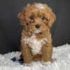 F1b Mini Cavapoo puppies available, Mini Cavapoo breeders, Adopt F1b Mini Cavapoo, F1b Mini Cavoodle for sale near me, Hypoallergenic F1b Mini Cavapoo puppies, Family-raised Mini Cavapoo F1b, F1b Mini Cavapoo price, F1b Mini Cavapoo adoption, Designer Mini Cavapoo F1b, F1b Mini Cavapoo puppy listings, Health-tested F1b Mini Cavapoo, F1b Mini Cavapoo waiting list, Multigenerational Mini Cavapoo F1b, F1b Mini Cavapoo full grown, F1b Mini Cavapoo puppy care, Mini Cavapoo puppies available, Adorable mini Cavapoo for adoption, Miniature Cavapoo breeders,Buy mini Cavapoo puppy,Mini Cavapoo price, Cavapoo mini mix litter,Toy Cavapoo pups for sale,Designer mini Cavapoo puppies,Mini Cavoodle homes, Family-raised mini Cavapoos, adorable f1b Hypoallergenic mini Cavapoo, Cavapoo mini size for sale, Small Cavapoo companion, Mini Cavapoo full grown, Health-tested mini Cavapoo puppies