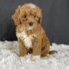 F1b Mini Cavapoo puppies available, Mini Cavapoo breeders, Adopt F1b Mini Cavapoo, F1b Mini Cavoodle for sale near me, Hypoallergenic F1b Mini Cavapoo puppies, Family-raised Mini Cavapoo F1b, F1b Mini Cavapoo price, F1b Mini Cavapoo adoption, Designer Mini Cavapoo F1b, F1b Mini Cavapoo puppy listings, Health-tested F1b Mini Cavapoo, F1b Mini Cavapoo waiting list, Multigenerational Mini Cavapoo F1b, F1b Mini Cavapoo full grown, F1b Mini Cavapoo puppy care, Mini Cavapoo puppies available, Adorable mini Cavapoo for adoption, Miniature Cavapoo breeders,Buy mini Cavapoo puppy,Mini Cavapoo price, Cavapoo mini mix litter,Toy Cavapoo pups for sale,Designer mini Cavapoo puppies,Mini Cavoodle homes, Family-raised mini Cavapoos, adorable f1b Hypoallergenic mini Cavapoo, Cavapoo mini size for sale, Small Cavapoo companion, Mini Cavapoo full grown, Health-tested mini Cavapoo puppies