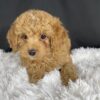 F1b Mini Cavapoo puppies available, Miniature F1b Cavapoo breeders, Adopt F1b Mini Cavapoo, F1b Mini Cavoodle for sale near me, Hypoallergenic F1b Mini Cavapoo puppies, Family-raised Mini Cavapoo F1b, F1b Mini Cavapoo price, F1b Mini Cavapoo adoption, Designer Mini Cavapoo F1b, F1b Mini Cavapoo puppy listings, Health-tested F1b Mini Cavapoo, F1b Mini Cavapoo waiting list, Multigenerational Mini Cavapoo F1b, F1b Mini Cavapoo full grown, F1b Mini Cavapoo puppy care, Mini Cavapoo puppies available, Adorable mini Cavapoo for adoption, Miniature Cavapoo breeders,Buy mini Cavapoo puppy,Mini Cavapoo price, Cavapoo mini mix litter,Toy Cavapoo pups for sale,Designer mini Cavapoo puppies,Mini Cavoodle homes, Family-raised mini Cavapoos, Hypoallergenic mini Cavapoo, Cavapoo mini size for sale, Small Cavapoo companion, Mini Cavapoo full grown, Health-tested mini Cavapoo puppies