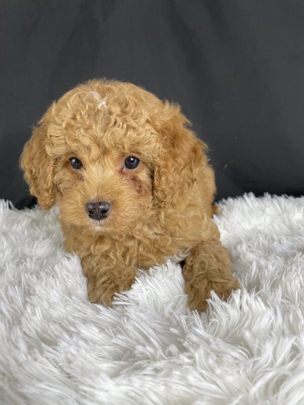 F1b Mini Cavapoo puppies available, Miniature F1b Cavapoo breeders, Adopt F1b Mini Cavapoo, F1b Mini Cavoodle for sale near me, Hypoallergenic F1b Mini Cavapoo puppies, Family-raised Mini Cavapoo F1b, F1b Mini Cavapoo price, F1b Mini Cavapoo adoption, Designer Mini Cavapoo F1b, F1b Mini Cavapoo puppy listings, Health-tested F1b Mini Cavapoo, F1b Mini Cavapoo waiting list, Multigenerational Mini Cavapoo F1b, F1b Mini Cavapoo full grown, F1b Mini Cavapoo puppy care, Mini Cavapoo puppies available, Adorable mini Cavapoo for adoption, Miniature Cavapoo breeders,Buy mini Cavapoo puppy,Mini Cavapoo price, Cavapoo mini mix litter,Toy Cavapoo pups for sale,Designer mini Cavapoo puppies,Mini Cavoodle homes, Family-raised mini Cavapoos, Hypoallergenic mini Cavapoo, Cavapoo mini size for sale, Small Cavapoo companion, Mini Cavapoo full grown, Health-tested mini Cavapoo puppies