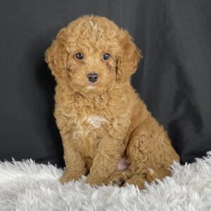  F1b Mini Cavapoo puppies available, Miniature F1b Cavapoo breeders, Adopt F1b Mini Cavapoo, F1b Mini Cavoodle for sale near me, Hypoallergenic F1b Mini Cavapoo puppies, Family-raised Mini Cavapoo F1b, F1b Mini Cavapoo price, F1b Mini Cavapoo adoption, Designer Mini Cavapoo F1b, F1b Mini Cavapoo puppy listings, Health-tested F1b Mini Cavapoo, F1b Mini Cavapoo waiting list, Multigenerational Mini Cavapoo F1b, F1b Mini Cavapoo full grown, F1b Mini Cavapoo puppy care, Mini Cavapoo puppies available, Adorable mini Cavapoo for adoption, Miniature Cavapoo breeders,Buy mini Cavapoo puppy,Mini Cavapoo price, Cavapoo mini mix litter,Toy Cavapoo pups for sale,Designer mini Cavapoo puppies,Mini Cavoodle homes, Family-raised mini Cavapoos, Hypoallergenic mini Cavapoo, Cavapoo mini size for sale, Small Cavapoo companion, Mini Cavapoo full grown, Health-tested mini Cavapoo puppies