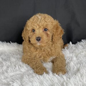  F1b Mini Cavapoo puppies available, Miniature F1b Cavapoo breeders, Adopt F1b Mini Cavapoo, F1b Mini Cavoodle for sale near me, Hypoallergenic F1b Mini Cavapoo puppies, Family-raised Mini Cavapoo F1b, F1b Mini Cavapoo price, F1b Mini Cavapoo adoption, Designer Mini Cavapoo F1b, F1b Mini Cavapoo puppy listings, Health-tested F1b Mini Cavapoo, F1b Mini Cavapoo waiting list, Multigenerational Mini Cavapoo F1b, F1b Mini Cavapoo full grown, F1b Mini Cavapoo puppy care, Mini Cavapoo puppies available, Adorable mini Cavapoo for adoption, Miniature Cavapoo breeders,Buy mini Cavapoo puppy,Mini Cavapoo price, Cavapoo mini mix litter,Toy Cavapoo pups for sale,Designer mini Cavapoo puppies,Mini Cavoodle homes, Family-raised mini Cavapoos, Hypoallergenic mini Cavapoo, Cavapoo mini size for sale, Small Cavapoo companion, Mini Cavapoo full grown, Health-tested mini Cavapoo puppies