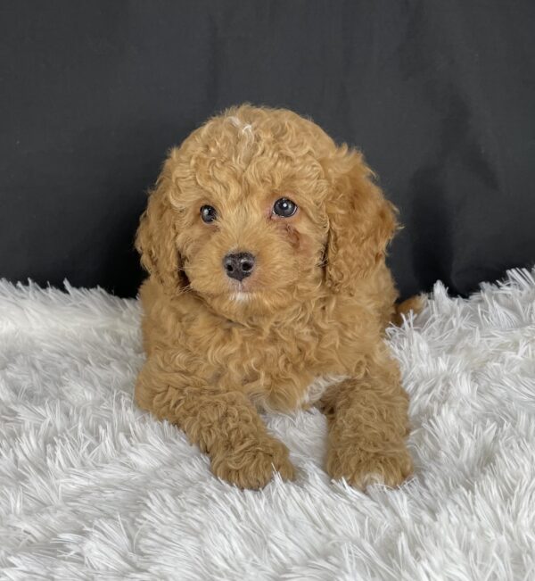  F1b Mini Cavapoo puppies available, Miniature F1b Cavapoo breeders, Adopt F1b Mini Cavapoo, F1b Mini Cavoodle for sale near me, Hypoallergenic F1b Mini Cavapoo puppies, Family-raised Mini Cavapoo F1b, F1b Mini Cavapoo price, F1b Mini Cavapoo adoption, Designer Mini Cavapoo F1b, F1b Mini Cavapoo puppy listings, Health-tested F1b Mini Cavapoo, F1b Mini Cavapoo waiting list, Multigenerational Mini Cavapoo F1b, F1b Mini Cavapoo full grown, F1b Mini Cavapoo puppy care, Mini Cavapoo puppies available, Adorable mini Cavapoo for adoption, Miniature Cavapoo breeders,Buy mini Cavapoo puppy,Mini Cavapoo price, Cavapoo mini mix litter,Toy Cavapoo pups for sale,Designer mini Cavapoo puppies,Mini Cavoodle homes, Family-raised mini Cavapoos, Hypoallergenic mini Cavapoo, Cavapoo mini size for sale, Small Cavapoo companion, Mini Cavapoo full grown, Health-tested mini Cavapoo puppies