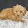 Adopt F1b Mini Cavapoo, Adorable mini Cavapoo for adoption, Buy mini Cavapoo puppy, Cavapoo mini mix litter, Cavapoo mini size for sale, Designer Mini Cavapoo F1b, Designer mini Cavapoo puppies, F1b Mini Cavapoo adoption, F1b Mini Cavapoo full grown, F1b Mini Cavapoo price, F1b Mini Cavapoo puppies available, F1b Mini Cavapoo puppy care, F1b Mini Cavapoo puppy listings, F1b Mini Cavapoo waiting list, F1b Mini Cavoodle for sale near me, Family-raised Mini Cavapoo F1b, Family-raised mini Cavapoos, Health-tested F1b Mini Cavapoo, Health-tested mini Cavapoo puppies, Hypoallergenic F1b Mini Cavapoo puppies, Hypoallergenic mini Cavapoo, Mini Cavapoo full grown, Mini Cavapoo price, Mini Cavapoo puppies available, Mini Cavoodle homes, Miniature Cavapoo breeders, Miniature F1b Cavapoo breeders, Multigenerational Mini Cavapoo F1b, Small Cavapoo companion, Toy Cavapoo pups for sale