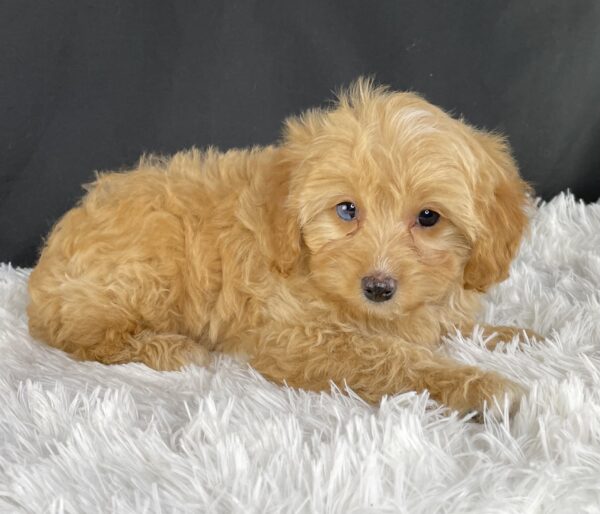 Adopt F1b Mini Cavapoo, Adorable mini Cavapoo for adoption, Buy mini Cavapoo puppy, Cavapoo mini mix litter, Cavapoo mini size for sale, Designer Mini Cavapoo F1b, Designer mini Cavapoo puppies, F1b Mini Cavapoo adoption, F1b Mini Cavapoo full grown, F1b Mini Cavapoo price, F1b Mini Cavapoo puppies available, F1b Mini Cavapoo puppy care, F1b Mini Cavapoo puppy listings, F1b Mini Cavapoo waiting list, F1b Mini Cavoodle for sale near me, Family-raised Mini Cavapoo F1b, Family-raised mini Cavapoos, Health-tested F1b Mini Cavapoo, Health-tested mini Cavapoo puppies, Hypoallergenic F1b Mini Cavapoo puppies, Hypoallergenic mini Cavapoo, Mini Cavapoo full grown, Mini Cavapoo price, Mini Cavapoo puppies available, Mini Cavoodle homes, Miniature Cavapoo breeders, Miniature F1b Cavapoo breeders, Multigenerational Mini Cavapoo F1b, Small Cavapoo companion, Toy Cavapoo pups for sale