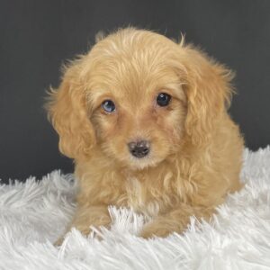 Adopt F1b Mini Cavapoo, Adorable mini Cavapoo for adoption, Buy mini Cavapoo puppy, Cavapoo mini mix litter, Cavapoo mini size for sale, Designer Mini Cavapoo F1b, Designer mini Cavapoo puppies, F1b Mini Cavapoo adoption, F1b Mini Cavapoo full grown, F1b Mini Cavapoo price, F1b Mini Cavapoo puppies available, F1b Mini Cavapoo puppy care, F1b Mini Cavapoo puppy listings, F1b Mini Cavapoo waiting list, F1b Mini Cavoodle for sale near me, Family-raised Mini Cavapoo F1b, Family-raised mini Cavapoos, Health-tested F1b Mini Cavapoo, Health-tested mini Cavapoo puppies, Hypoallergenic F1b Mini Cavapoo puppies, Hypoallergenic mini Cavapoo, Mini Cavapoo full grown, Mini Cavapoo price, Mini Cavapoo puppies available, Mini Cavoodle homes, Miniature Cavapoo breeders, Miniature F1b Cavapoo breeders, Multigenerational Mini Cavapoo F1b, Small Cavapoo companion, Toy Cavapoo pups for sale