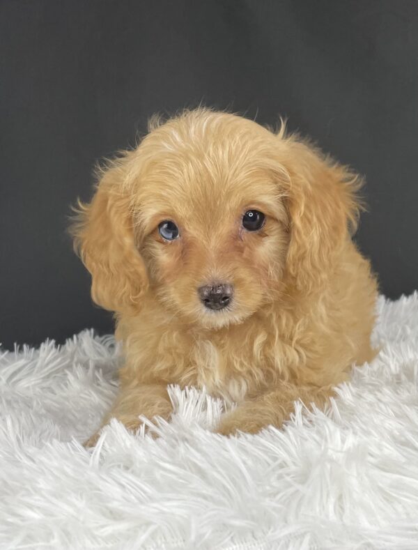 Adopt F1b Mini Cavapoo, Adorable mini Cavapoo for adoption, Buy mini Cavapoo puppy, Cavapoo mini mix litter, Cavapoo mini size for sale, Designer Mini Cavapoo F1b, Designer mini Cavapoo puppies, F1b Mini Cavapoo adoption, F1b Mini Cavapoo full grown, F1b Mini Cavapoo price, F1b Mini Cavapoo puppies available, F1b Mini Cavapoo puppy care, F1b Mini Cavapoo puppy listings, F1b Mini Cavapoo waiting list, F1b Mini Cavoodle for sale near me, Family-raised Mini Cavapoo F1b, Family-raised mini Cavapoos, Health-tested F1b Mini Cavapoo, Health-tested mini Cavapoo puppies, Hypoallergenic F1b Mini Cavapoo puppies, Hypoallergenic mini Cavapoo, Mini Cavapoo full grown, Mini Cavapoo price, Mini Cavapoo puppies available, Mini Cavoodle homes, Miniature Cavapoo breeders, Miniature F1b Cavapoo breeders, Multigenerational Mini Cavapoo F1b, Small Cavapoo companion, Toy Cavapoo pups for sale