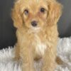 Adopt F1b Mini Cavapoo, adorable f1b Hypoallergenic mini Cavapoo, Adorable mini Cavapoo for adoption, Buy mini Cavapoo puppy, Cavapoo mini mix litter, Cavapoo mini size for sale, Designer Mini Cavapoo F1b, Designer mini Cavapoo puppies, F1b Mini Cavapoo adoption, F1b Mini Cavapoo full grown, F1b Mini Cavapoo price, F1b Mini Cavapoo puppies available, F1b Mini Cavapoo puppy care, F1b Mini Cavapoo puppy listings, F1b Mini Cavapoo waiting list, F1b Mini Cavoodle for sale near me, Family-raised Mini Cavapoo F1b, Family-raised mini Cavapoos, Health-tested F1b Mini Cavapoo, Health-tested mini Cavapoo puppies, Hypoallergenic F1b Mini Cavapoo puppies, Mini Cavapoo breeders, Mini Cavapoo full grown, Mini Cavapoo price, Mini Cavapoo puppies available, Mini Cavoodle homes, Miniature Cavapoo breeders, Multigenerational Mini Cavapoo F1b, Small Cavapoo companion, Toy Cavapoo pups for sale Puppy Info