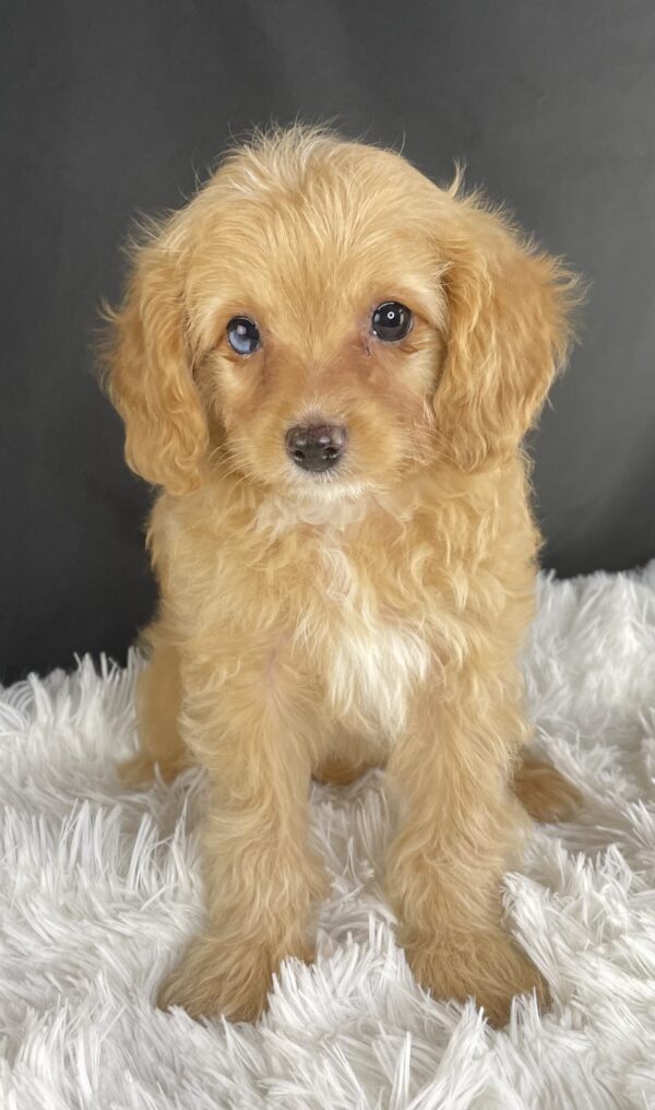 Adopt F1b Mini Cavapoo, adorable f1b Hypoallergenic mini Cavapoo, Adorable mini Cavapoo for adoption, Buy mini Cavapoo puppy, Cavapoo mini mix litter, Cavapoo mini size for sale, Designer Mini Cavapoo F1b, Designer mini Cavapoo puppies, F1b Mini Cavapoo adoption, F1b Mini Cavapoo full grown, F1b Mini Cavapoo price, F1b Mini Cavapoo puppies available, F1b Mini Cavapoo puppy care, F1b Mini Cavapoo puppy listings, F1b Mini Cavapoo waiting list, F1b Mini Cavoodle for sale near me, Family-raised Mini Cavapoo F1b, Family-raised mini Cavapoos, Health-tested F1b Mini Cavapoo, Health-tested mini Cavapoo puppies, Hypoallergenic F1b Mini Cavapoo puppies, Mini Cavapoo breeders, Mini Cavapoo full grown, Mini Cavapoo price, Mini Cavapoo puppies available, Mini Cavoodle homes, Miniature Cavapoo breeders, Multigenerational Mini Cavapoo F1b, Small Cavapoo companion, Toy Cavapoo pups for sale Puppy Info