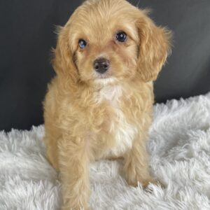 Adopt F1b Mini Cavapoo, adorable f1b Hypoallergenic mini Cavapoo, Adorable mini Cavapoo for adoption, Buy mini Cavapoo puppy, Cavapoo mini mix litter, Cavapoo mini size for sale, Designer Mini Cavapoo F1b, Designer mini Cavapoo puppies, F1b Mini Cavapoo adoption, F1b Mini Cavapoo full grown, F1b Mini Cavapoo price, F1b Mini Cavapoo puppies available, F1b Mini Cavapoo puppy care, F1b Mini Cavapoo puppy listings, F1b Mini Cavapoo waiting list, F1b Mini Cavoodle for sale near me, Family-raised Mini Cavapoo F1b, Family-raised mini Cavapoos, Health-tested F1b Mini Cavapoo, Health-tested mini Cavapoo puppies, Hypoallergenic F1b Mini Cavapoo puppies, Mini Cavapoo breeders, Mini Cavapoo full grown, Mini Cavapoo price, Mini Cavapoo puppies available, Mini Cavoodle homes, Miniature Cavapoo breeders, Multigenerational Mini Cavapoo F1b, Small Cavapoo companion, Toy Cavapoo pups for sale Puppy Info