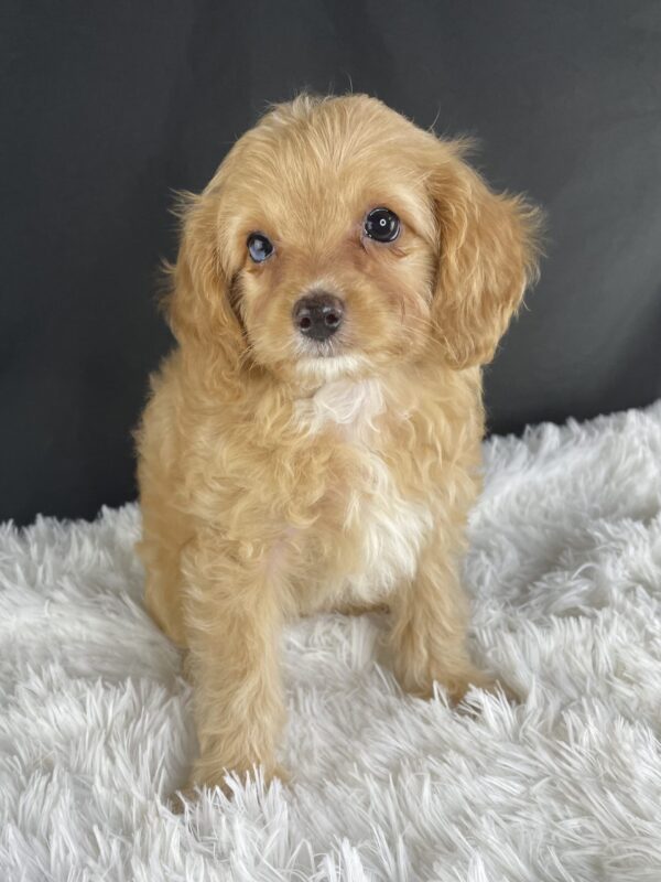 Adopt F1b Mini Cavapoo, adorable f1b Hypoallergenic mini Cavapoo, Adorable mini Cavapoo for adoption, Buy mini Cavapoo puppy, Cavapoo mini mix litter, Cavapoo mini size for sale, Designer Mini Cavapoo F1b, Designer mini Cavapoo puppies, F1b Mini Cavapoo adoption, F1b Mini Cavapoo full grown, F1b Mini Cavapoo price, F1b Mini Cavapoo puppies available, F1b Mini Cavapoo puppy care, F1b Mini Cavapoo puppy listings, F1b Mini Cavapoo waiting list, F1b Mini Cavoodle for sale near me, Family-raised Mini Cavapoo F1b, Family-raised mini Cavapoos, Health-tested F1b Mini Cavapoo, Health-tested mini Cavapoo puppies, Hypoallergenic F1b Mini Cavapoo puppies, Mini Cavapoo breeders, Mini Cavapoo full grown, Mini Cavapoo price, Mini Cavapoo puppies available, Mini Cavoodle homes, Miniature Cavapoo breeders, Multigenerational Mini Cavapoo F1b, Small Cavapoo companion, Toy Cavapoo pups for sale Puppy Info