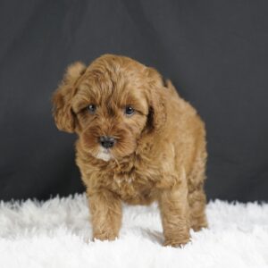 Adopt F1b Mini Goldendoodle, adorable f1b Hypoallergenic mini Goldendoodles, Adorable mini Goldendoodle for adoption, Buy mini Goldendoodle puppy, Goldendoodle mini mix litter, Goldendoodles mini size for sale, Designer Mini Goldendoodles F1b, Designer mini Goldendoodles puppies, F1b Mini Goldendoodles adoption, F1b Mini Goldendoodles full grown, F1b Mini Goldendoodles price, F1b Mini Goldendoodles puppies available, F1b Mini Goldendoodles puppy care, F1b Mini Goldendoodles puppy listings, F1b Mini Goldendoodles waiting list, F1b Mini Goldendoodles for sale near me,