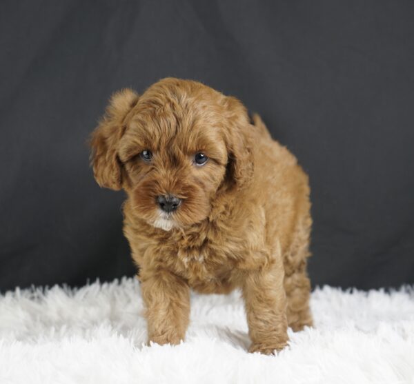 Adopt F1b Mini Goldendoodle, adorable f1b Hypoallergenic mini Goldendoodles, Adorable mini Goldendoodle for adoption, Buy mini Goldendoodle puppy, Goldendoodle mini mix litter, Goldendoodles mini size for sale, Designer Mini Goldendoodles F1b, Designer mini Goldendoodles puppies, F1b Mini Goldendoodles adoption, F1b Mini Goldendoodles full grown, F1b Mini Goldendoodles price, F1b Mini Goldendoodles puppies available, F1b Mini Goldendoodles puppy care, F1b Mini Goldendoodles puppy listings, F1b Mini Goldendoodles waiting list, F1b Mini Goldendoodles for sale near me,