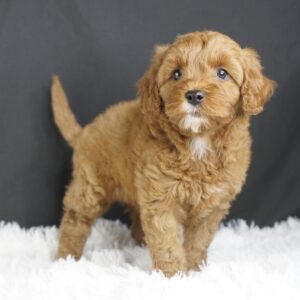 Adopt F1b Mini Goldendoodle, adorable f1b Hypoallergenic mini Goldendoodles, Adorable mini Goldendoodle for adoption, Buy mini Goldendoodle puppy, Goldendoodle mini mix litter, Goldendoodles mini size for sale, Designer Mini Goldendoodles F1b, Designer mini Goldendoodles puppies, F1b Mini Goldendoodles adoption, F1b Mini Goldendoodles full grown, F1b Mini Goldendoodles price, F1b Mini Goldendoodles puppies available, F1b Mini Goldendoodles puppy care, F1b Mini Goldendoodles puppy listings, F1b Mini Goldendoodles waiting list, F1b Mini Goldendoodles for sale near me,