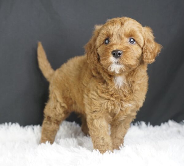 Adopt F1b Mini Goldendoodle, adorable f1b Hypoallergenic mini Goldendoodles, Adorable mini Goldendoodle for adoption, Buy mini Goldendoodle puppy, Goldendoodle mini mix litter, Goldendoodles mini size for sale, Designer Mini Goldendoodles F1b, Designer mini Goldendoodles puppies, F1b Mini Goldendoodles adoption, F1b Mini Goldendoodles full grown, F1b Mini Goldendoodles price, F1b Mini Goldendoodles puppies available, F1b Mini Goldendoodles puppy care, F1b Mini Goldendoodles puppy listings, F1b Mini Goldendoodles waiting list, F1b Mini Goldendoodles for sale near me,