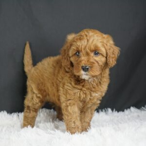 Adopt F1b Mini Goldendoodle, adorable f1b Hypoallergenic mini Goldendoodles, Adorable mini Goldendoodle for adoption, Buy mini Goldendoodle puppy, Goldendoodle mini mix litter, Goldendoodles mini size for sale, Designer Mini Goldendoodles F1b, Designer mini Goldendoodles puppies, F1b Mini Goldendoodles adoption, F1b Mini Goldendoodles full grown, F1b Mini Goldendoodles price, F1b Mini Goldendoodles puppies available, F1b Mini Goldendoodles puppy care, F1b Mini Goldendoodles puppy listings, F1b Mini Goldendoodles waiting list, F1b Mini Goldendoodles for sale near me,
