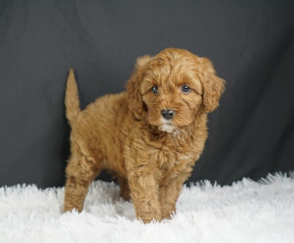 Adopt F1b Mini Goldendoodle, adorable f1b Hypoallergenic mini Goldendoodles, Adorable mini Goldendoodle for adoption, Buy mini Goldendoodle puppy, Goldendoodle mini mix litter, Goldendoodles mini size for sale, Designer Mini Goldendoodles F1b, Designer mini Goldendoodles puppies, F1b Mini Goldendoodles adoption, F1b Mini Goldendoodles full grown, F1b Mini Goldendoodles price, F1b Mini Goldendoodles puppies available, F1b Mini Goldendoodles puppy care, F1b Mini Goldendoodles puppy listings, F1b Mini Goldendoodles waiting list, F1b Mini Goldendoodles for sale near me,