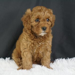 Adopt F1b Mini Goldendoodle, adorable f1b Hypoallergenic mini Goldendoodles, Adorable mini Goldendoodle for adoption, Buy mini Goldendoodle puppy, Goldendoodle mini mix litter, Goldendoodles mini size for sale, Designer Mini Goldendoodles F1b, Designer mini Goldendoodles puppies, F1b Mini Goldendoodles adoption, F1b Mini Goldendoodles full grown, F1b Mini Goldendoodles price, F1b Mini Goldendoodles puppies available, F1b Mini Goldendoodles puppy care, F1b Mini Goldendoodles puppy listings, F1b Mini Goldendoodles waiting list, F1b Mini Goldendoodles for sale near me,