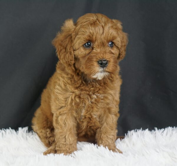 Adopt F1b Mini Goldendoodle, adorable f1b Hypoallergenic mini Goldendoodles, Adorable mini Goldendoodle for adoption, Buy mini Goldendoodle puppy, Goldendoodle mini mix litter, Goldendoodles mini size for sale, Designer Mini Goldendoodles F1b, Designer mini Goldendoodles puppies, F1b Mini Goldendoodles adoption, F1b Mini Goldendoodles full grown, F1b Mini Goldendoodles price, F1b Mini Goldendoodles puppies available, F1b Mini Goldendoodles puppy care, F1b Mini Goldendoodles puppy listings, F1b Mini Goldendoodles waiting list, F1b Mini Goldendoodles for sale near me,