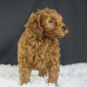 Adopt F1b Mini Goldendoodle, adorable f1b Hypoallergenic mini Goldendoodles, Adorable mini Goldendoodle for adoption, Buy mini Goldendoodle puppy, Goldendoodle mini mix litter, Goldendoodles mini size for sale, Designer Mini Goldendoodles F1b, Designer mini Goldendoodles puppies, F1b Mini Goldendoodles adoption, F1b Mini Goldendoodles full grown, F1b Mini Goldendoodles price, F1b Mini Goldendoodles puppies available, F1b Mini Goldendoodles puppy care, F1b Mini Goldendoodles puppy listings, F1b Mini Goldendoodles waiting list, F1b Mini Goldendoodles for sale near me,