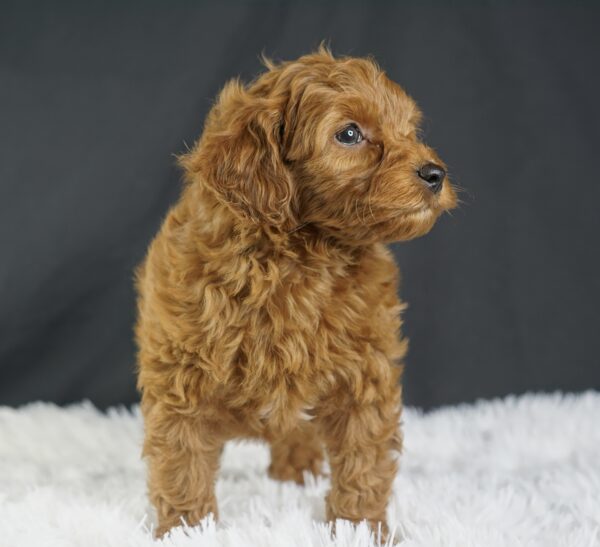 Adopt F1b Mini Goldendoodle, adorable f1b Hypoallergenic mini Goldendoodles, Adorable mini Goldendoodle for adoption, Buy mini Goldendoodle puppy, Goldendoodle mini mix litter, Goldendoodles mini size for sale, Designer Mini Goldendoodles F1b, Designer mini Goldendoodles puppies, F1b Mini Goldendoodles adoption, F1b Mini Goldendoodles full grown, F1b Mini Goldendoodles price, F1b Mini Goldendoodles puppies available, F1b Mini Goldendoodles puppy care, F1b Mini Goldendoodles puppy listings, F1b Mini Goldendoodles waiting list, F1b Mini Goldendoodles for sale near me,