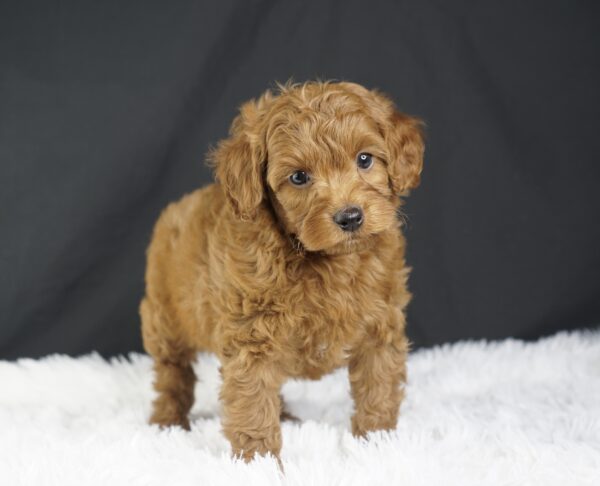 Adopt F1b Mini Goldendoodle, adorable f1b Hypoallergenic mini Goldendoodles, Adorable mini Goldendoodle for adoption, Buy mini Goldendoodle puppy, Goldendoodle mini mix litter, Goldendoodles mini size for sale, Designer Mini Goldendoodles F1b, Designer mini Goldendoodles puppies, F1b Mini Goldendoodles adoption, F1b Mini Goldendoodles full grown, F1b Mini Goldendoodles price, F1b Mini Goldendoodles puppies available, F1b Mini Goldendoodles puppy care, F1b Mini Goldendoodles puppy listings, F1b Mini Goldendoodles waiting list, F1b Mini Goldendoodles for sale near me,