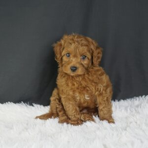 Adopt F1b Mini Goldendoodle, adorable f1b Hypoallergenic mini Goldendoodles, Adorable mini Goldendoodle for adoption, Buy mini Goldendoodle puppy, Goldendoodle mini mix litter, Goldendoodles mini size for sale, Designer Mini Goldendoodles F1b, Designer mini Goldendoodles puppies, F1b Mini Goldendoodles adoption, F1b Mini Goldendoodles full grown, F1b Mini Goldendoodles price, F1b Mini Goldendoodles puppies available, F1b Mini Goldendoodles puppy care, F1b Mini Goldendoodles puppy listings, F1b Mini Goldendoodles waiting list, F1b Mini Goldendoodles for sale near me,