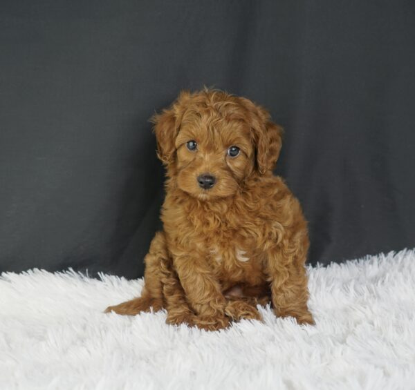 Adopt F1b Mini Goldendoodle, adorable f1b Hypoallergenic mini Goldendoodles, Adorable mini Goldendoodle for adoption, Buy mini Goldendoodle puppy, Goldendoodle mini mix litter, Goldendoodles mini size for sale, Designer Mini Goldendoodles F1b, Designer mini Goldendoodles puppies, F1b Mini Goldendoodles adoption, F1b Mini Goldendoodles full grown, F1b Mini Goldendoodles price, F1b Mini Goldendoodles puppies available, F1b Mini Goldendoodles puppy care, F1b Mini Goldendoodles puppy listings, F1b Mini Goldendoodles waiting list, F1b Mini Goldendoodles for sale near me,