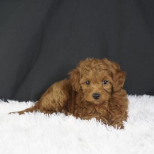 Adopt F1b Mini Goldendoodle, adorable f1b Hypoallergenic mini Goldendoodles, Adorable mini Goldendoodle for adoption, Buy mini Goldendoodle puppy, Goldendoodle mini mix litter, Goldendoodles mini size for sale, Designer Mini Goldendoodles F1b, Designer mini Goldendoodles puppies, F1b Mini Goldendoodles adoption, F1b Mini Goldendoodles full grown, F1b Mini Goldendoodles price, F1b Mini Goldendoodles puppies available, F1b Mini Goldendoodles puppy care, F1b Mini Goldendoodles puppy listings, F1b Mini Goldendoodles waiting list, F1b Mini Goldendoodles for sale near me,