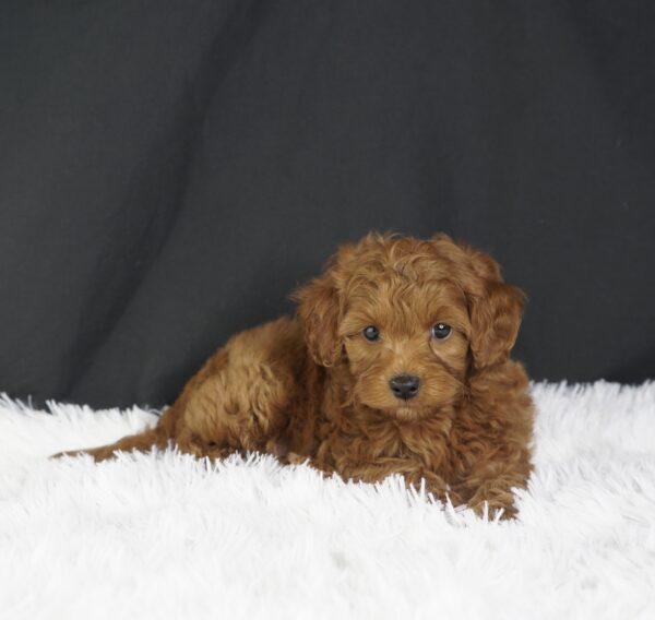 Adopt F1b Mini Goldendoodle, adorable f1b Hypoallergenic mini Goldendoodles, Adorable mini Goldendoodle for adoption, Buy mini Goldendoodle puppy, Goldendoodle mini mix litter, Goldendoodles mini size for sale, Designer Mini Goldendoodles F1b, Designer mini Goldendoodles puppies, F1b Mini Goldendoodles adoption, F1b Mini Goldendoodles full grown, F1b Mini Goldendoodles price, F1b Mini Goldendoodles puppies available, F1b Mini Goldendoodles puppy care, F1b Mini Goldendoodles puppy listings, F1b Mini Goldendoodles waiting list, F1b Mini Goldendoodles for sale near me,