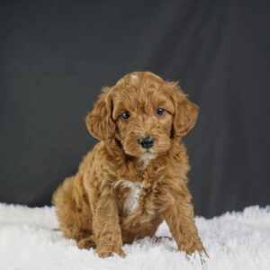 Adopt F1b Mini Goldendoodle, adorable f1b Hypoallergenic mini Goldendoodles, Adorable mini Goldendoodle for adoption, Buy mini Goldendoodle puppy, Goldendoodle mini mix litter, Goldendoodles mini size for sale, Designer Mini Goldendoodles F1b, Designer mini Goldendoodles puppies, F1b Mini Goldendoodles adoption, F1b Mini Goldendoodles full grown, F1b Mini Goldendoodles price, F1b Mini Goldendoodles puppies available, F1b Mini Goldendoodles puppy care, F1b Mini Goldendoodles puppy listings, F1b Mini Goldendoodles waiting list, F1b Mini Goldendoodles for sale near me,