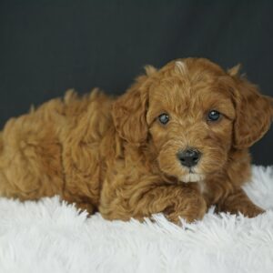 Adopt F1b Mini Goldendoodle, adorable f1b Hypoallergenic mini Goldendoodles, Adorable mini Goldendoodle for adoption, Buy mini Goldendoodle puppy, Goldendoodle mini mix litter, Goldendoodles mini size for sale, Designer Mini Goldendoodles F1b, Designer mini Goldendoodles puppies, F1b Mini Goldendoodles adoption, F1b Mini Goldendoodles full grown, F1b Mini Goldendoodles price, F1b Mini Goldendoodles puppies available, F1b Mini Goldendoodles puppy care, F1b Mini Goldendoodles puppy listings, F1b Mini Goldendoodles waiting list, F1b Mini Goldendoodles for sale near me,