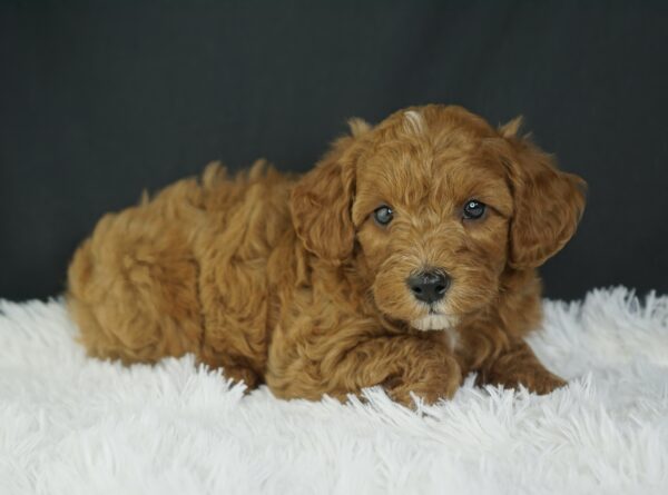 Adopt F1b Mini Goldendoodle, adorable f1b Hypoallergenic mini Goldendoodles, Adorable mini Goldendoodle for adoption, Buy mini Goldendoodle puppy, Goldendoodle mini mix litter, Goldendoodles mini size for sale, Designer Mini Goldendoodles F1b, Designer mini Goldendoodles puppies, F1b Mini Goldendoodles adoption, F1b Mini Goldendoodles full grown, F1b Mini Goldendoodles price, F1b Mini Goldendoodles puppies available, F1b Mini Goldendoodles puppy care, F1b Mini Goldendoodles puppy listings, F1b Mini Goldendoodles waiting list, F1b Mini Goldendoodles for sale near me,