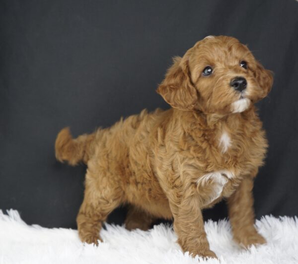 Adopt F1b Mini Goldendoodle, adorable f1b Hypoallergenic mini Goldendoodles, Adorable mini Goldendoodle for adoption, Buy mini Goldendoodle puppy, Goldendoodle mini mix litter, Goldendoodles mini size for sale, Designer Mini Goldendoodles F1b, Designer mini Goldendoodles puppies, F1b Mini Goldendoodles adoption, F1b Mini Goldendoodles full grown, F1b Mini Goldendoodles price, F1b Mini Goldendoodles puppies available, F1b Mini Goldendoodles puppy care, F1b Mini Goldendoodles puppy listings, F1b Mini Goldendoodles waiting list, F1b Mini Goldendoodles for sale near me,