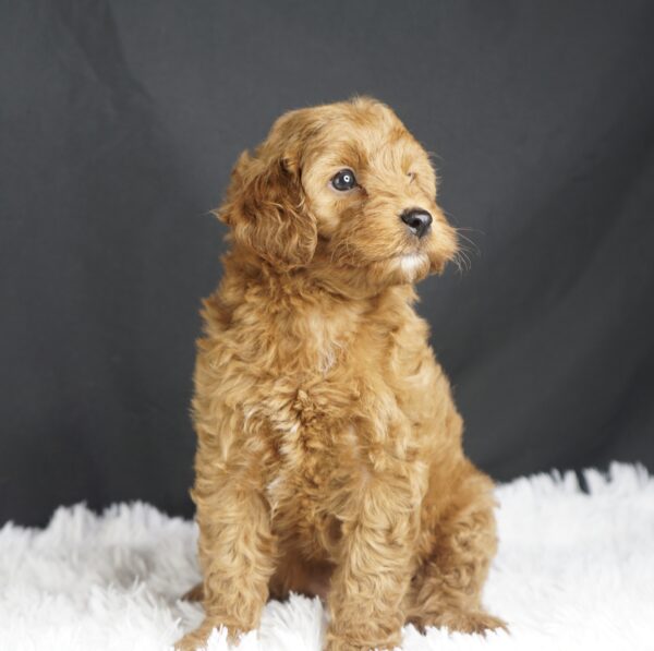 Adopt F1b Mini Goldendoodle, adorable f1b Hypoallergenic mini Goldendoodles, Adorable mini Goldendoodle for adoption, Buy mini Goldendoodle puppy, Goldendoodle mini mix litter, Goldendoodles mini size for sale, Designer Mini Goldendoodles F1b, Designer mini Goldendoodles puppies, F1b Mini Goldendoodles adoption, F1b Mini Goldendoodles full grown, F1b Mini Goldendoodles price, F1b Mini Goldendoodles puppies available, F1b Mini Goldendoodles puppy care, F1b Mini Goldendoodles puppy listings, F1b Mini Goldendoodles waiting list, F1b Mini Goldendoodles for sale near me,